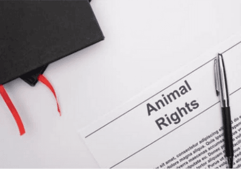 Should animals have the same rights as humans?